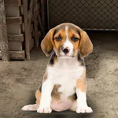 Скачать взлом My Pet Animal Shelter World  [МОД Бесконечные монеты] - последняя версия apk на Андроид